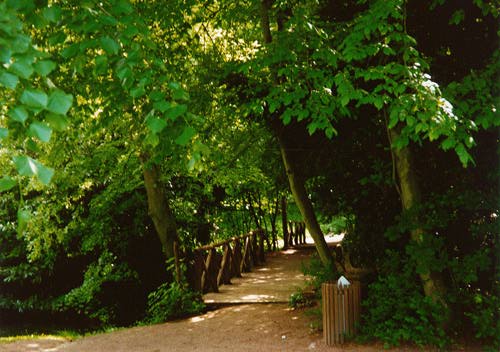 Trees and a little wooden bridge